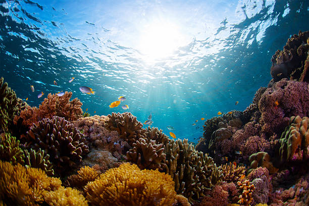 Indonesian Underwater shot of vivid coral reef with fishes cnidarian stock pictures, royalty-free photos & images