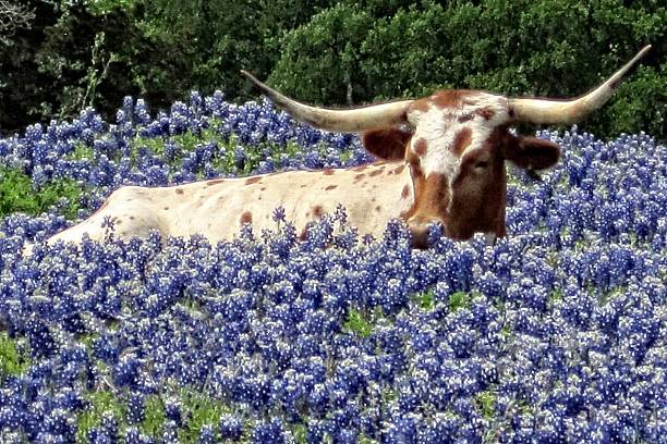 Longhorn in the Bluebonnets A Texas Longhorn lying down in a gorgeous field of Bluebonnets..... a real sign of spring in Texas. bluebonnet stock pictures, royalty-free photos & images