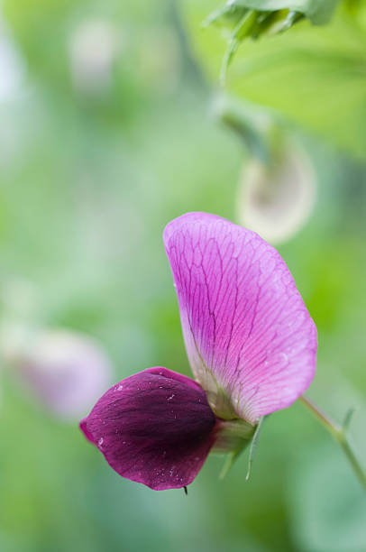 istock flower of pea 521126476