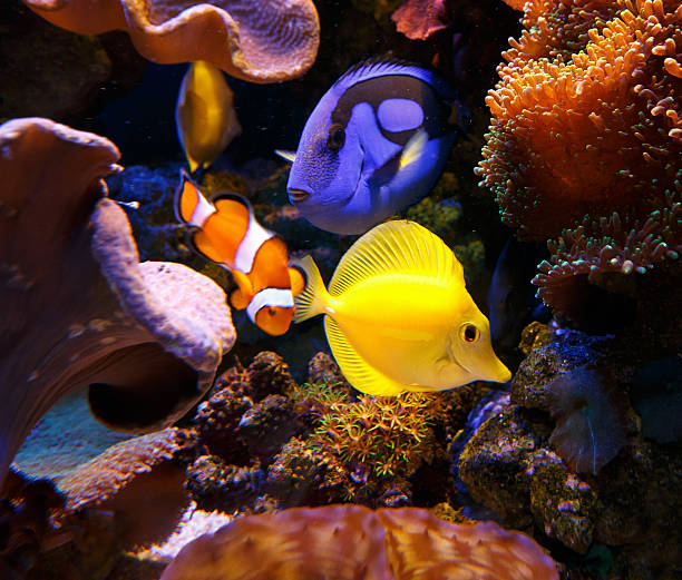 cirujano común y ζάγκλη flavescens con pez payaso - nature macro reef animal fotografías e imágenes de stock