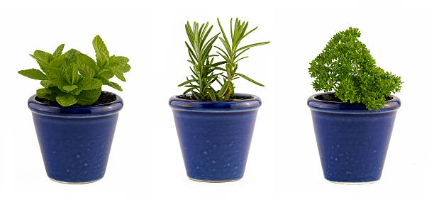 istock Selection of three herbs in small blue pots 521127570