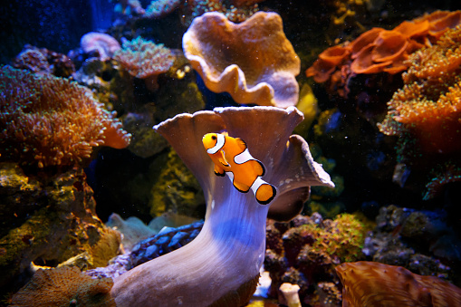 Clownfish - Finding Nemo