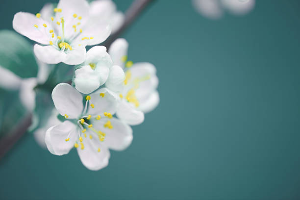 beautiful spring flowers beautiful spring flowers single flower photos stock pictures, royalty-free photos & images
