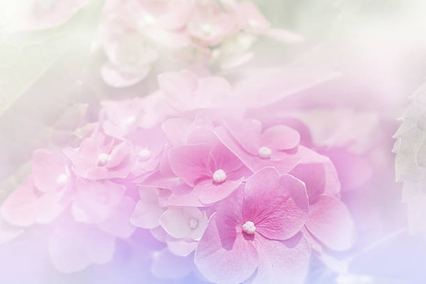 istock Purple hydrangea flowers with color filter for background 521128700