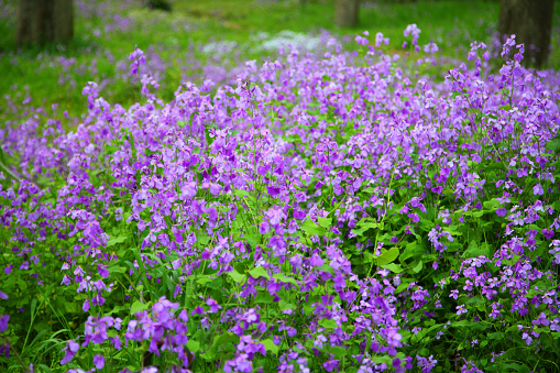 Violet flower field taken in Spring.