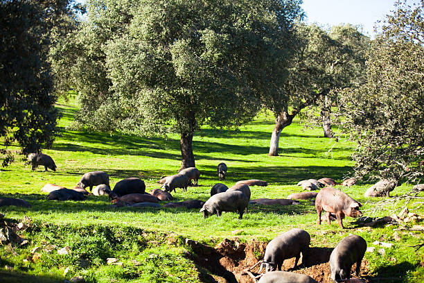 istock Iberian pigs at countryside. 521129262
