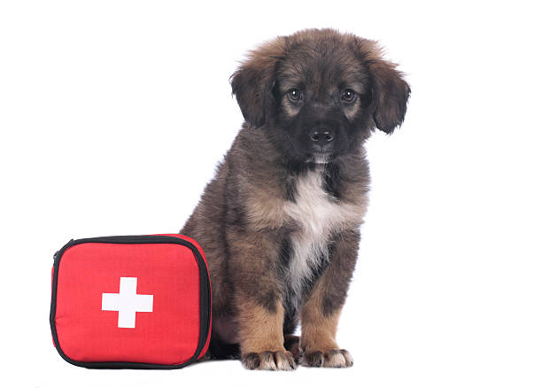 istock Cute mixed breed puppy with emergency kit 521129266