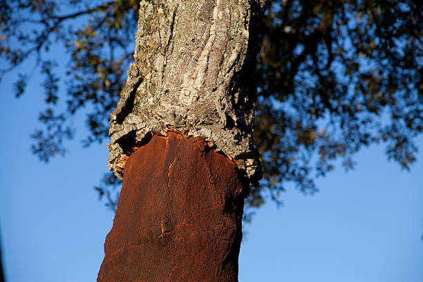 Rough cork oak bark with deep grooves and textures highlighted by natural sunlight