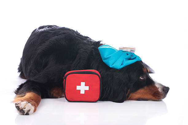 istock Bernese mountain dog with first aid kit 521130046