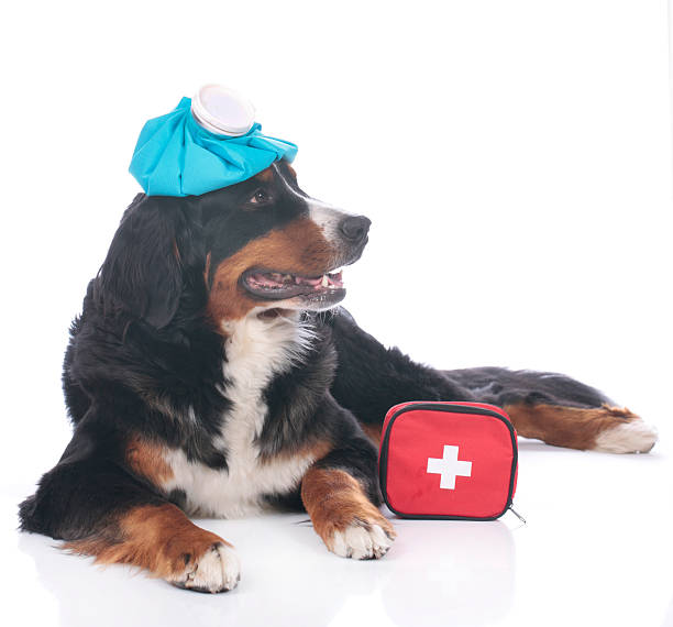 istock Bernese mountain dog with first aid kit 521130206