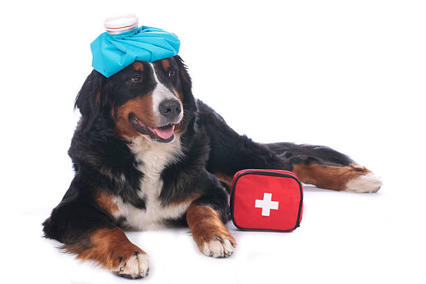 istock Bernese mountain dog with first aid kit 521130450