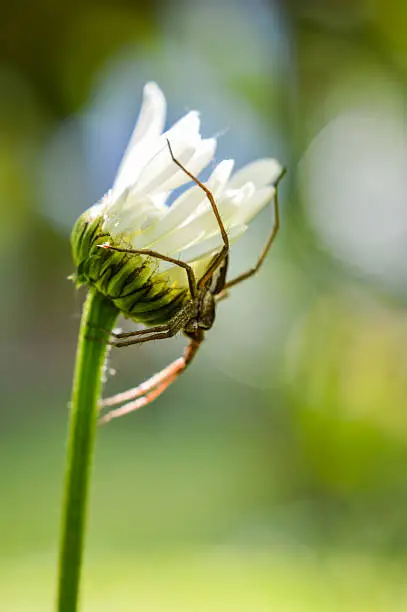 Photo of possessive spider on a daisy
