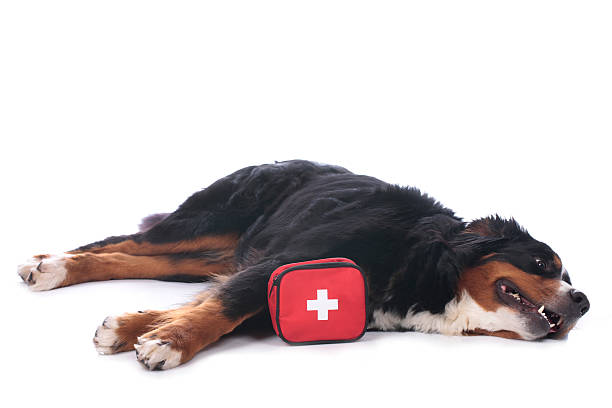 istock Bernese mountain dog with first aid kit 521130650