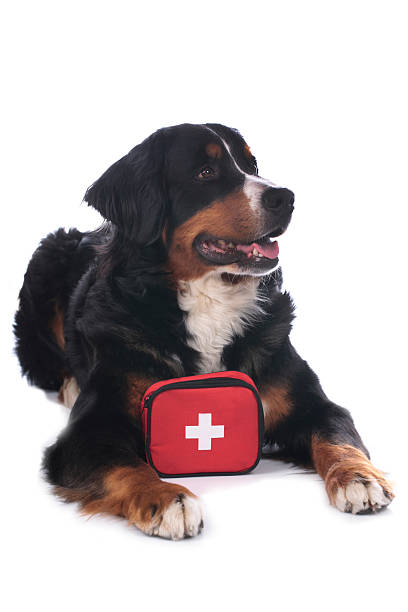 istock Bernese mountain dog with first aid kit 521130826