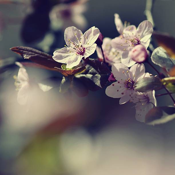 istock Blossom tree. Nature background.Sunny day. Spring flowers. Beautiful Orchard. 521131068