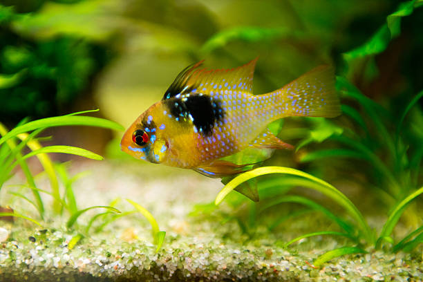 istock Mikrogeophagus ramirezi, ram cichlid,male 521131572