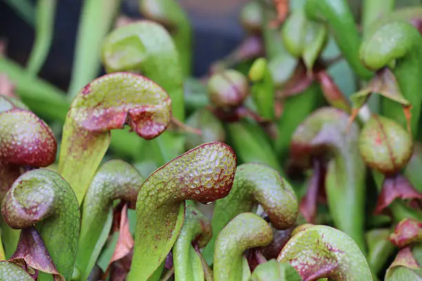 Photo showing carnivorous Cobra plant (Darlingtonia californica), also known as the California pitcher plant. The plants have developed tubular traps from leaves to capture insects that they digest to suppliment their nutrients. 