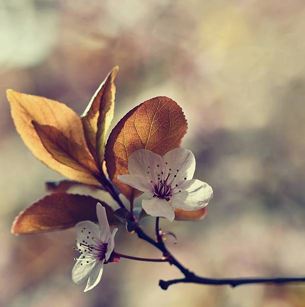 istock Blossom tree. Nature background.Sunny day. Spring flowers. Beautiful Orchard. 521131946