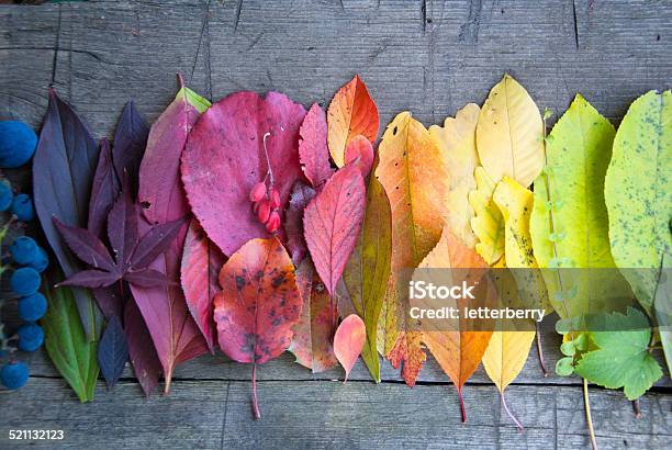 Autumn Leaves And Berries Stock Photo - Download Image Now - Autumn, Backgrounds, Barberry Family