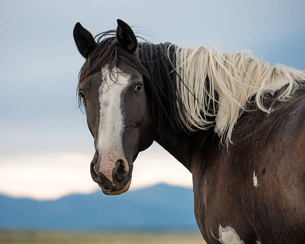 istock Paint horse in pasture 521132563