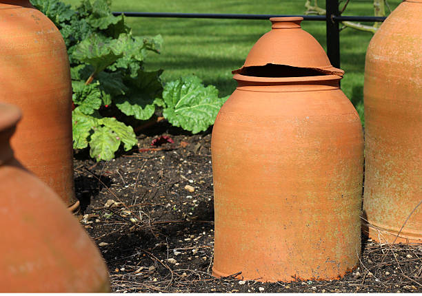 Photo showing terrcotta rhubarb forcing pots in a vegetable plot. These pots encourage the plants to grow quickly and they also protect the rhubarb from frosts. 