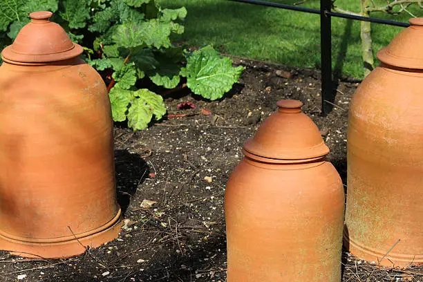 Photo showing terrcotta rhubarb forcing pots in a vegetable plot. These pots encourage the plants to grow quickly and they also protect the rhubarb from frosts. 