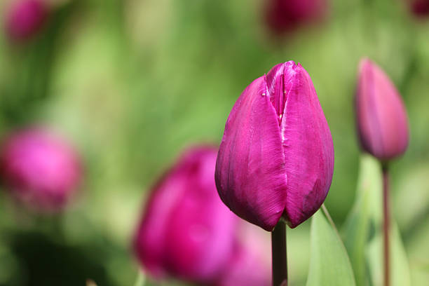 Purple blooming tulips in the garden in spring