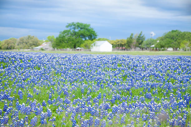 total prado flores de tremoço-azul. texas, eua. celeiro. - lupine single flower flower blue imagens e fotografias de stock