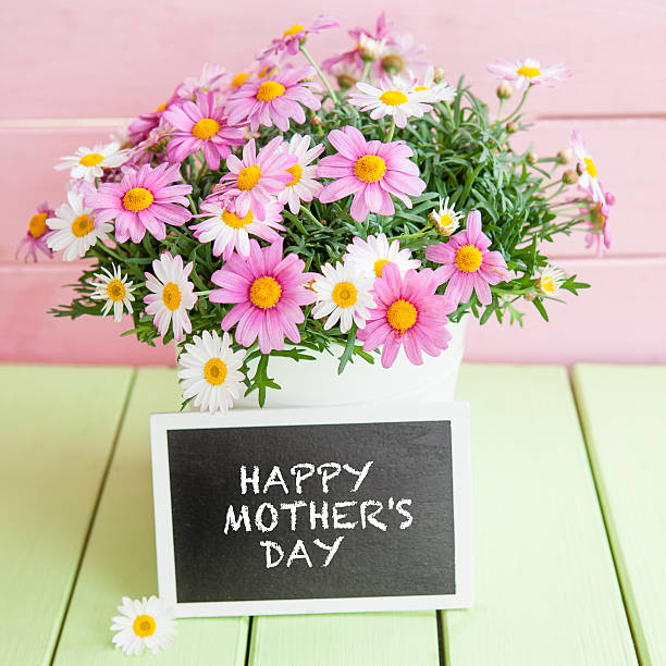 istock Colorful daisies in white pot 521134228