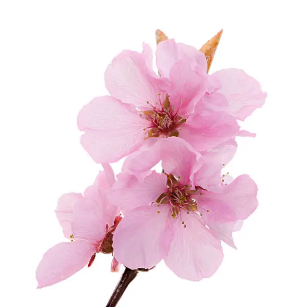 Macro of isolated pink peach blossoms