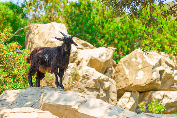 istock mountain black goat on the rocks 521134613