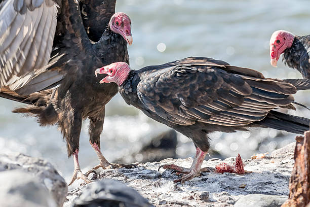 istock Turkey vultures - food fight 521134958