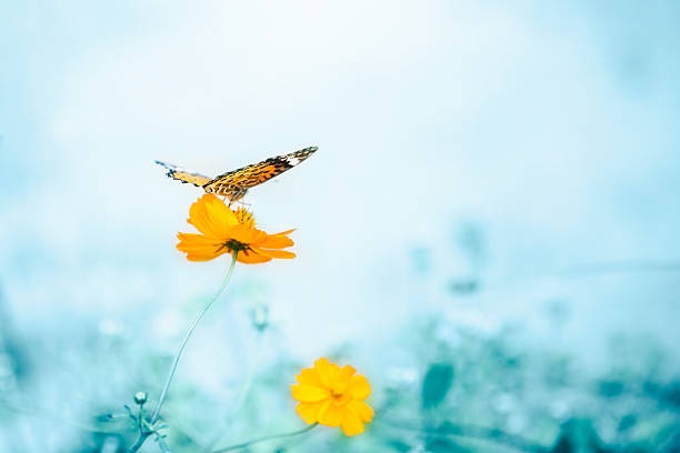 istock Butterfly on a daisy in a field 521135186