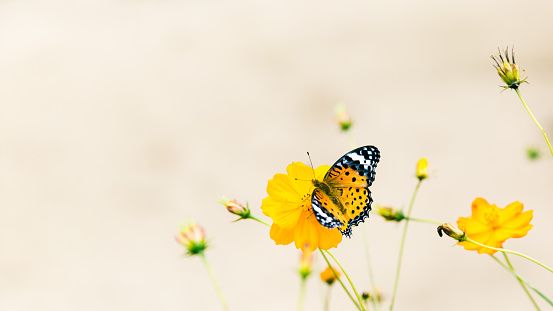 The photo shows orange/yellow cosmos flowers and a butterfly called Argyreus hyperbius / Indian fritillary.\nNative to Mexico, cosmos sulphureus which is commonly called yellow cosmos is now grown all over including North America, Asia and Europe. This annual plant produces daisy-like flowers with flower colors ranging from yellow to orange to scarlet red. Orange cosmos normally blooms in summer and early autumn in Japan with butterflies circling around the flowers.