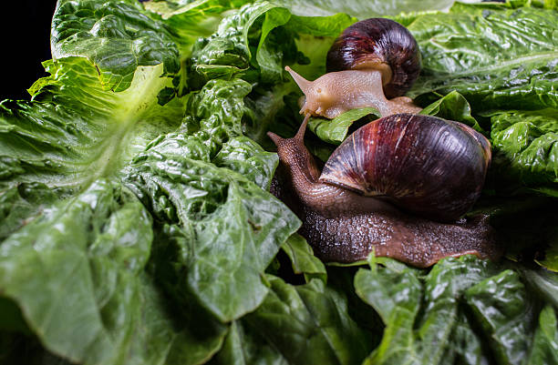 istock Giant African land snail  eating salad lettuce 521135355