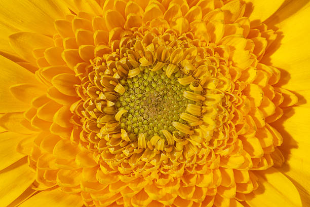 istock single flower of yellow gerbera macro 521136111