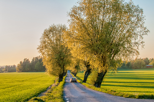 Vikbolandet, Sweden- May 14, 2009: Car driving through a tree lined avenue in the countryside of Vikbolandet. Springtime in Sweden is fresh, green and flowering with long bright days.