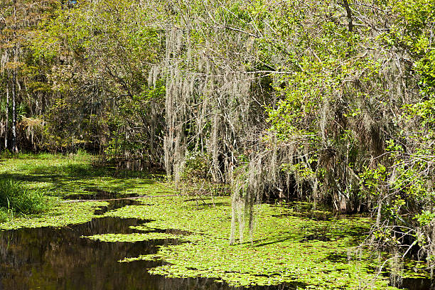 ビッグサイプレス国立自然保護区 - big cypress swamp ストックフォトと画像