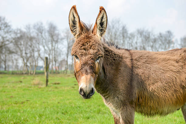 istock brown donkey looking at you 521137240