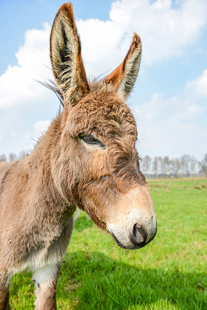 istock brown donkey looking at you 521137388