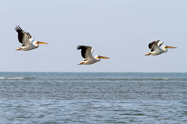 istock abstract formation of three pelicans 521137519