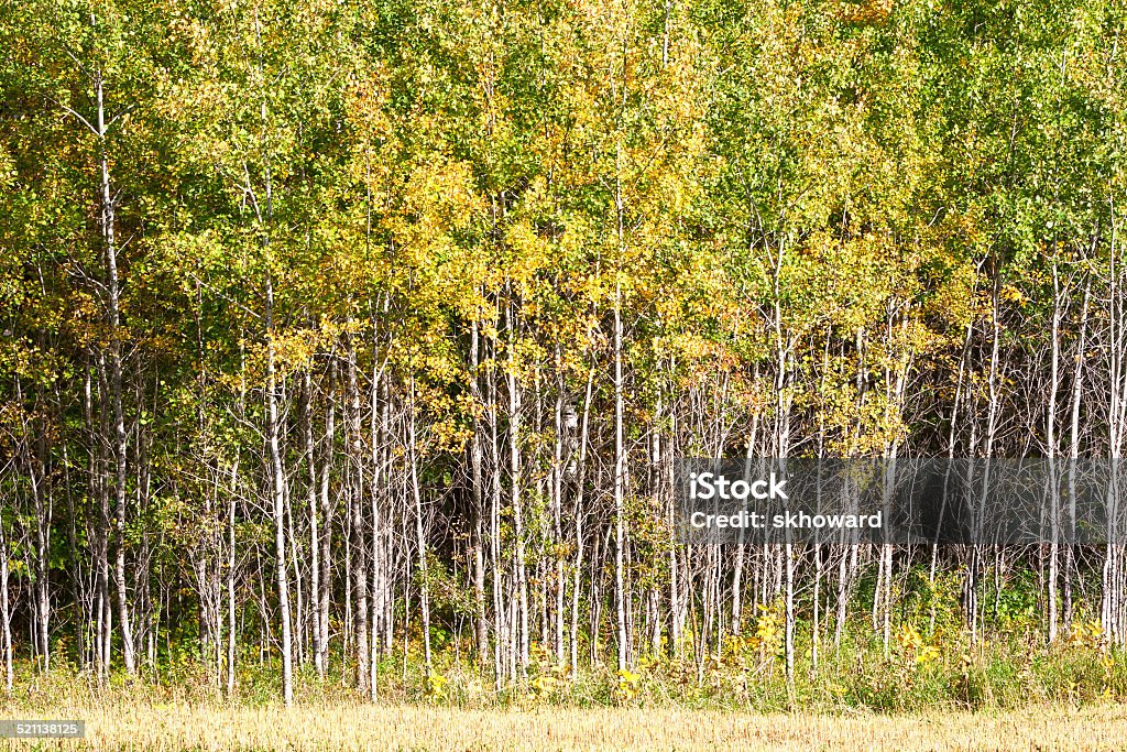 Aspen Forest Aspen forest in Minnesota wilderness area. Aspen Tree Stock Photo