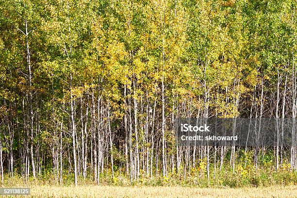 Aspen Forest Stock Photo - Download Image Now - Aspen Tree, Autumn, Close-up