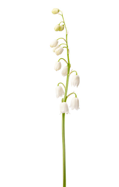 istock Lily of the Valley 521138142