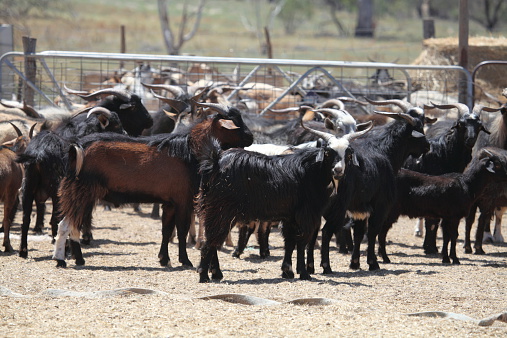 Mustered feral goats wait in the yard for the truck in central Queensland, Australia.