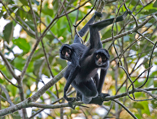 Foto de Preto Macacoaranha e mais fotos de stock de Macaco-aranha