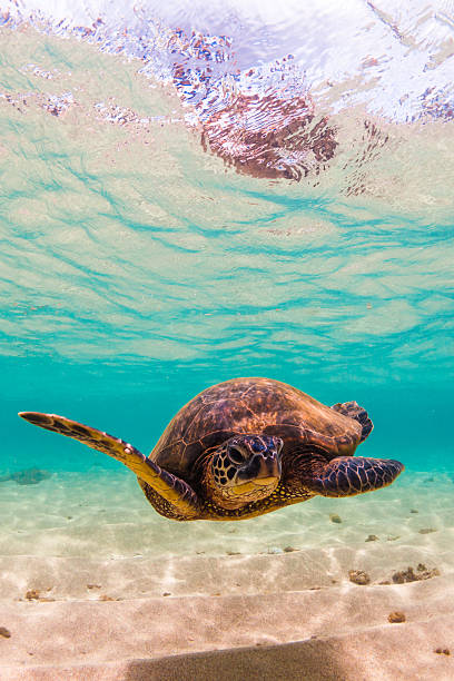 istock Hawaiian Green Sea Turtle 521139280