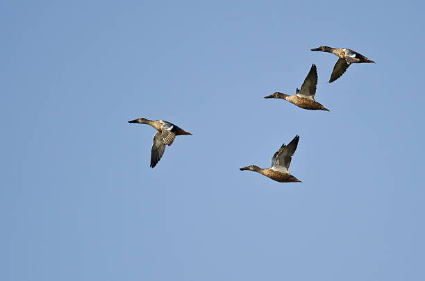 istock Four Northern Shovelers Flying in a Blue Sky 521139505