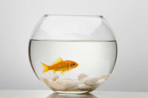 One gold fish swimming in a transparent glass bowl of water. Smooth pebbles are to be seen at the bottom of the bowl. The foto is studio lite from above with a plain white background. 