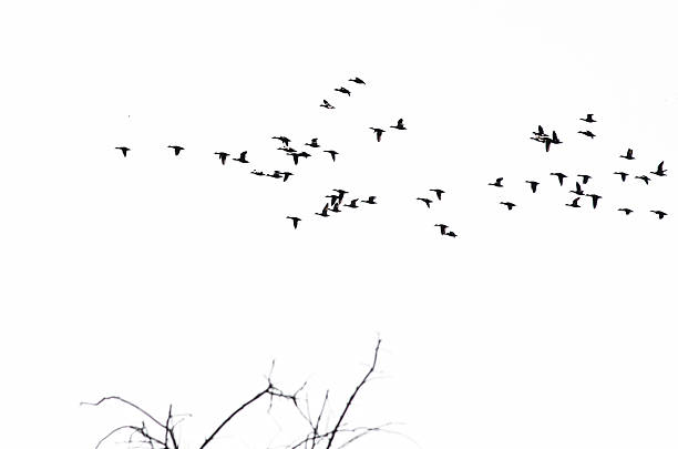 istock Flock of Ducks Silhouetted Against a White Background 521150653